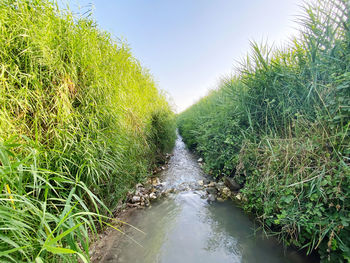 Scenic view of stream amidst trees against sky