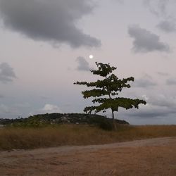 Tree on field against sky