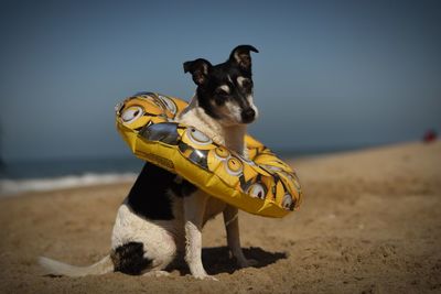 View of a dog on beach