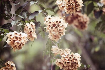 Close-up of flowers growing on tree