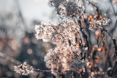 Close-up of cherry blossom tree during winter