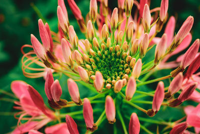 Close-up of pink flowering plant