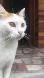 Close-up of cat looking away