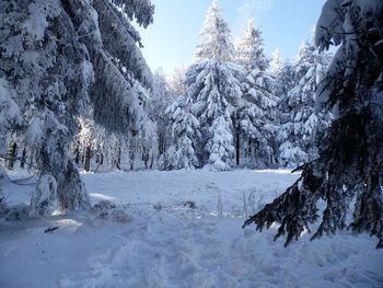 Snow covered land and trees against sky