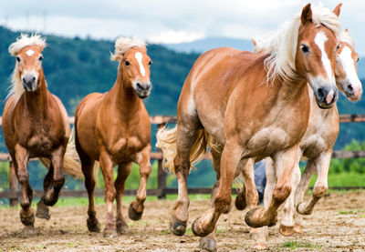 Horses standing outdoors