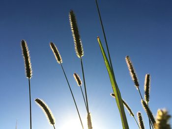 Low angle view of plants growing against blue sky