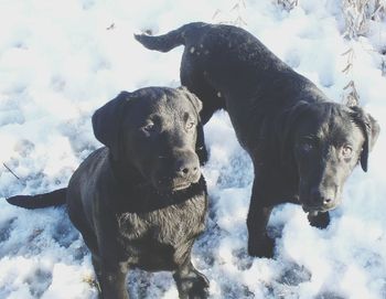 High angle view of labrador retrievers on snow covered field