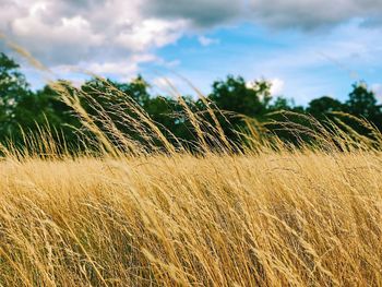 Close-up of wheat growing on field against sky