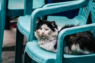 Cat sitting on chair