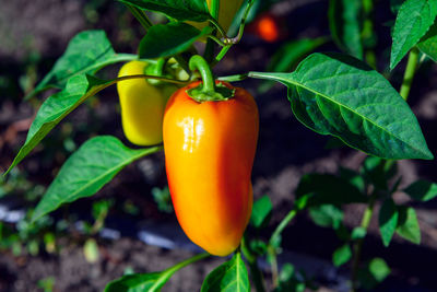 Sweet bell pepper growing in the garden