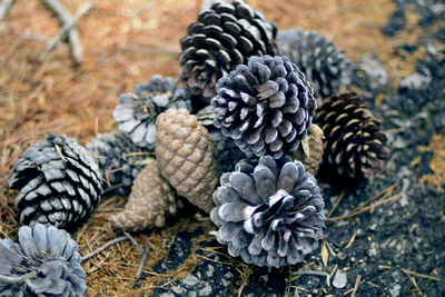 Close-up of pine cone on field