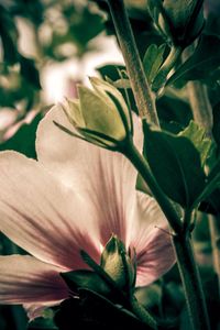 Close-up of day lily blooming outdoors