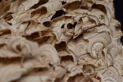 Full frame shot of mushrooms