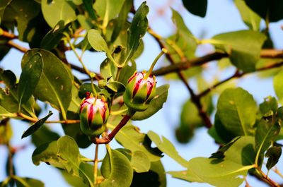 Close-up of red flowering plant