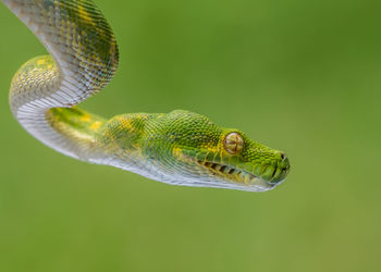 Close-up of snake