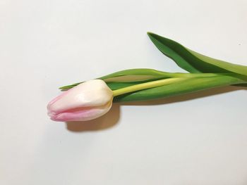 Close-up of rose on white background