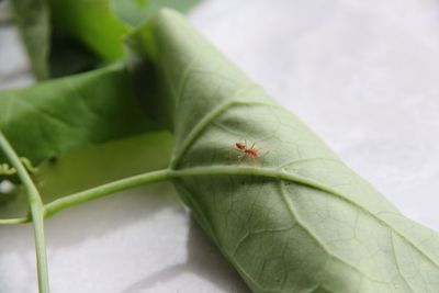 High angle view of insect on leaf