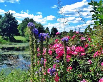 Pink flowers blooming on tree against cloudy sky