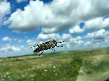 Close-up of insect on plant against sky