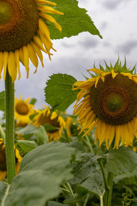 Close-up of sunflower on plant