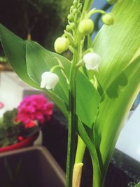 Close-up of flower blooming outdoors