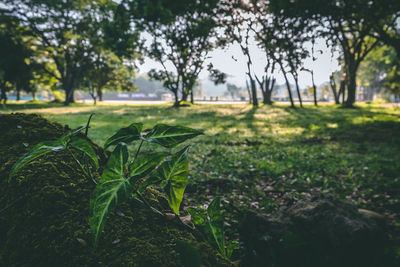 Plants growing on land