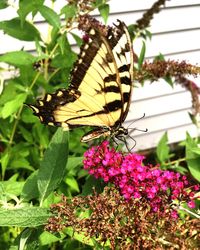 Close-up of butterfly pollinating on flower