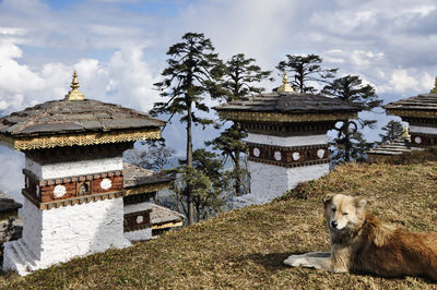 View of a dog by building against sky