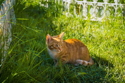 Portrait of cat sitting in grass