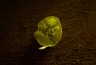 Close-up of leaf