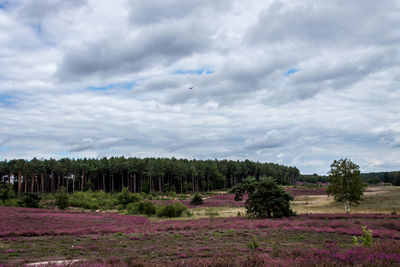 Scenic view of agricultural field against sky