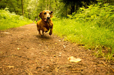 Portrait of dog running on footpath