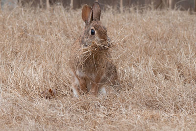 European rabbit-oryctolagus cuniculus or coney is a species of rabbit native to southwestern europe 