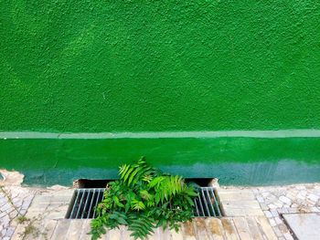 High angle view of plants growing from sewer by green wall