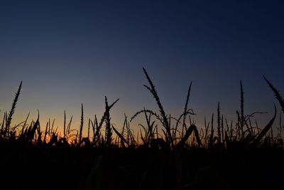 Silhouette plants on field against clear sky at sunset