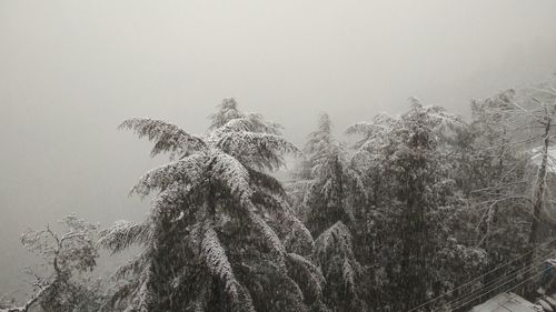 Low angle view of trees against sky during winter