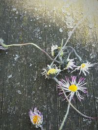 Close-up of insect on flowers