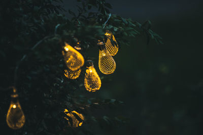 Close-up of illuminated plants against blurred background