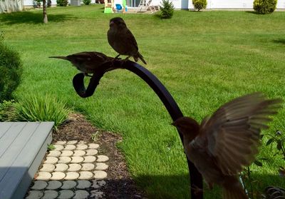 Bird perching on grass in park