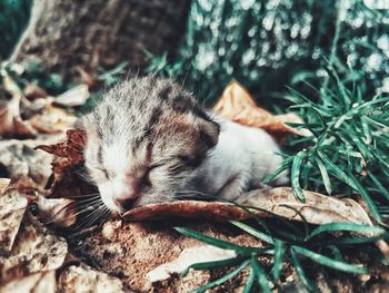 Close-up of stray kitten sleeping