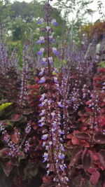 Close-up of lavender flowers