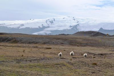 Sheep on landscape during winter