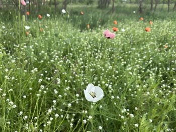 Close-up of white flowering plants