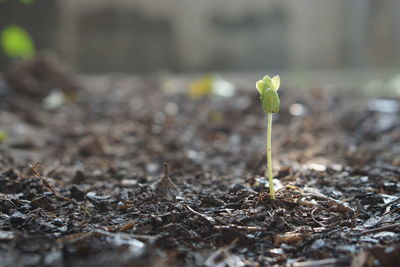 Close-up of small plant growing on field