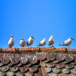 Seagulls perching on wall