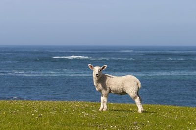 Lamb on a meadow with the sea in the background