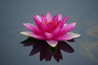 Close-up of pink water lily in lake