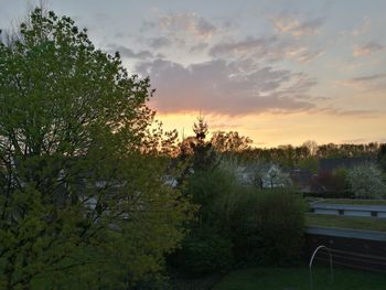 Trees and plants against sky during sunset