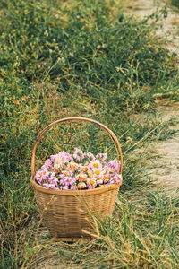 Purple flowering plants in basket on land