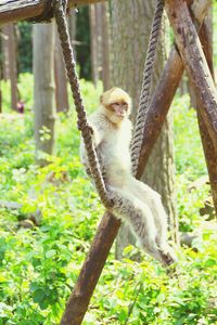 Monkey sitting on tree